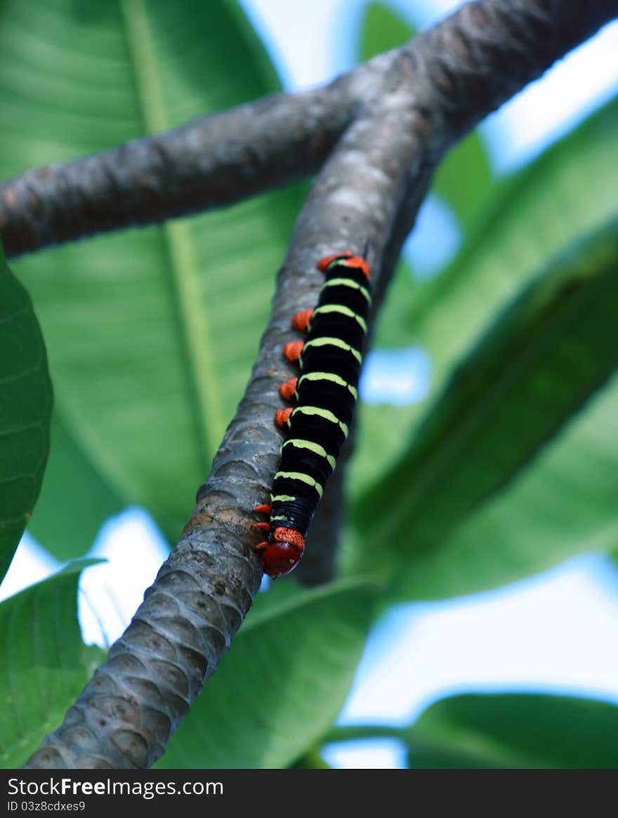 The photo of caterpillar en Panama republic