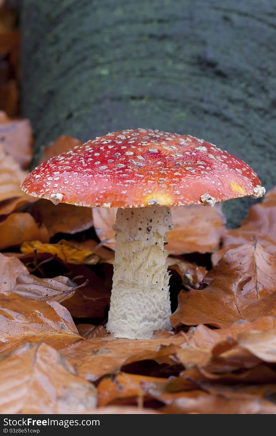 Fly Agaric toadstool on the forest floor. Fly Agaric toadstool on the forest floor