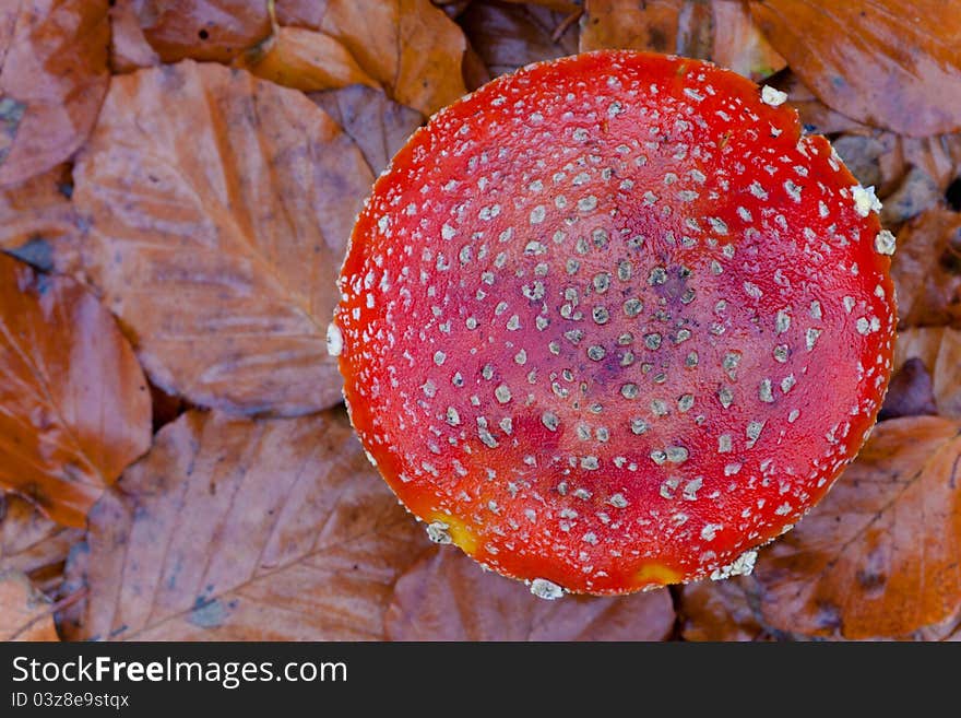 Red Cap Toadstool