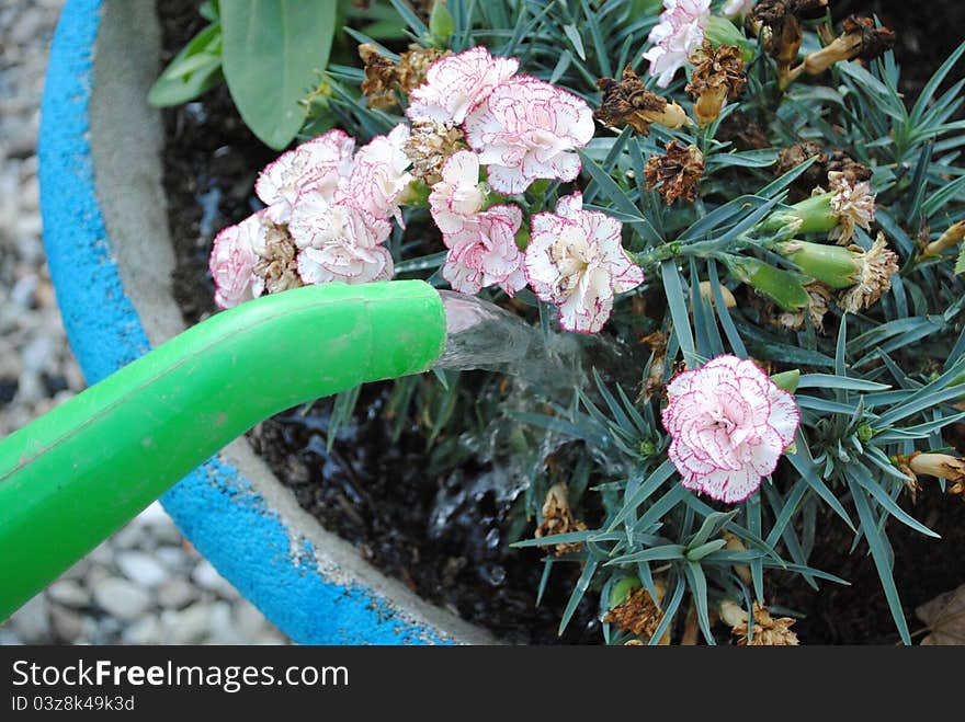 Green watering can waters white flowers