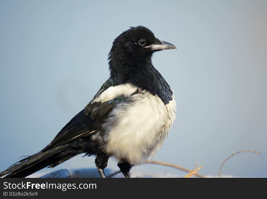 The close-up of pied magpie