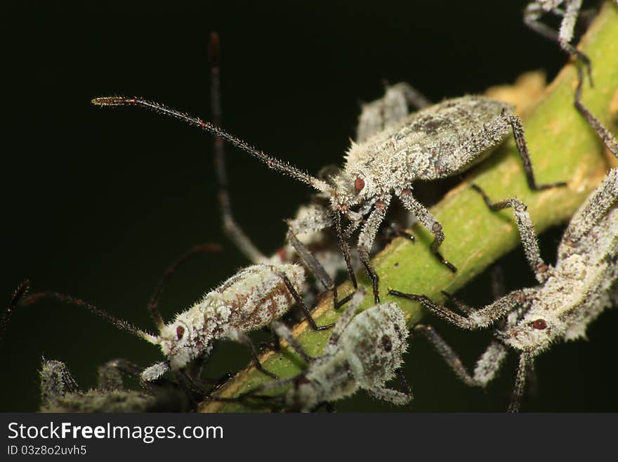 Furry Shield Bug