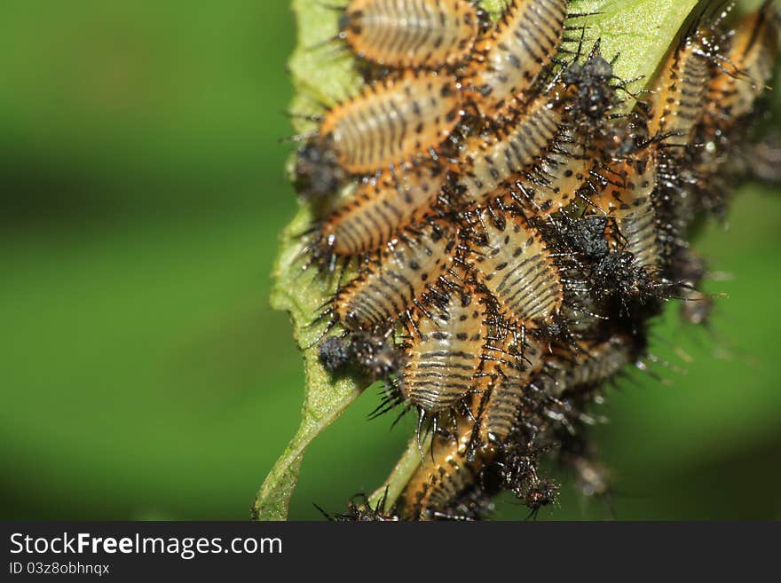 Many shield bug nymphs on a leaf