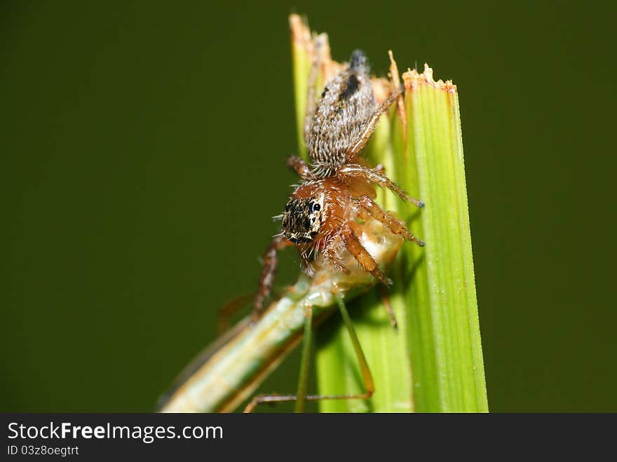 Spider eats shield bug