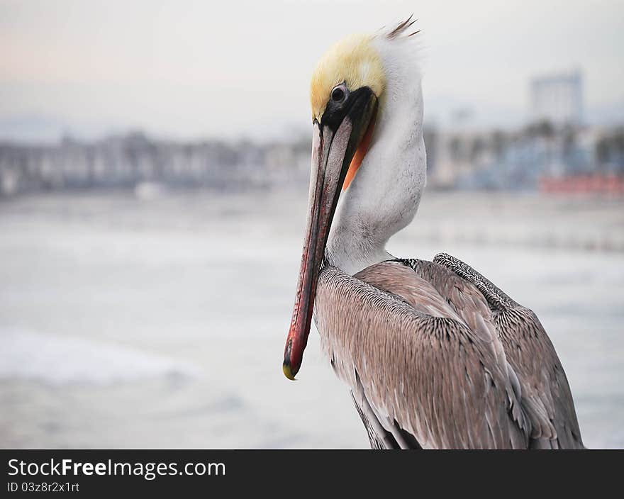 Pelican