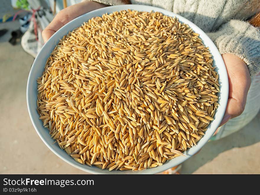 Brown Rice seeds in woman's hands. Brown Rice seeds in woman's hands