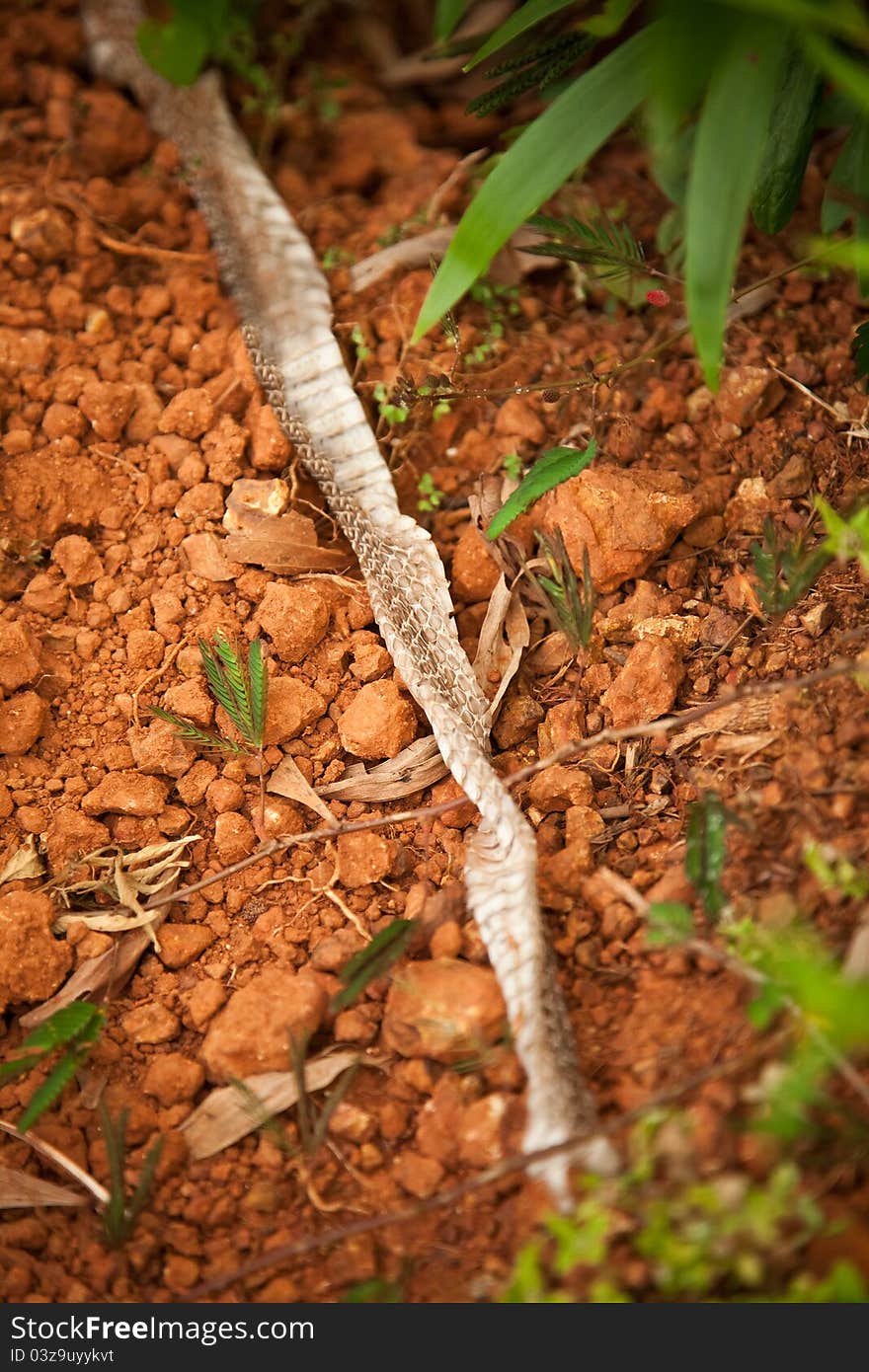 Dumped snake skin on a rock in red soil and stones