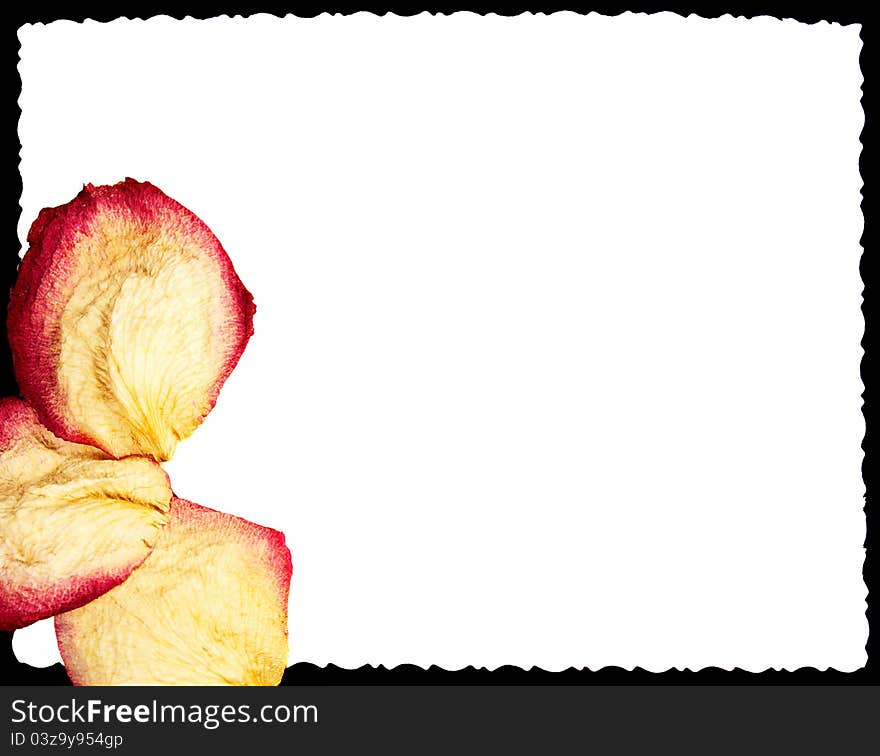 Empty photo and dry rose petals