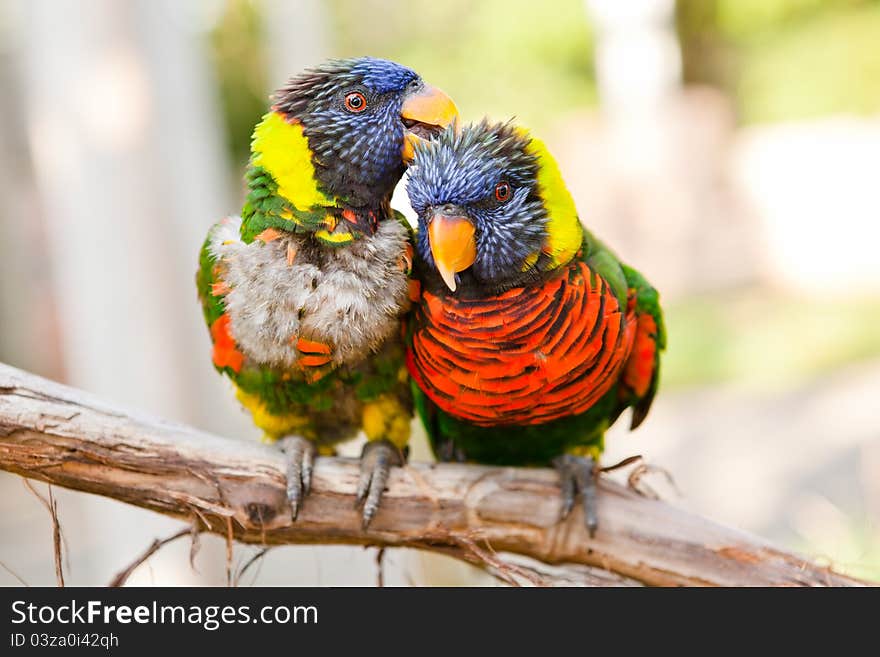 Rainbow Lorikeets Preening