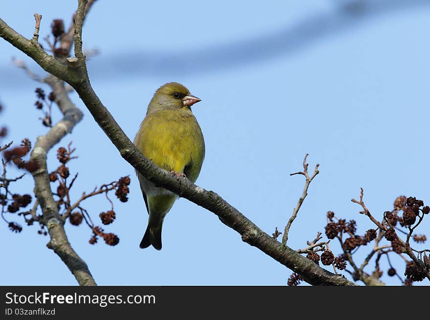 View of a greenfinch perched on a twig. View of a greenfinch perched on a twig.