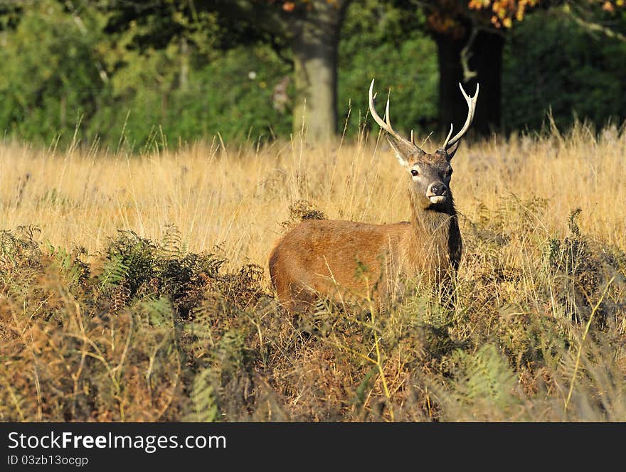 Young Red Deer Stag in Brcken