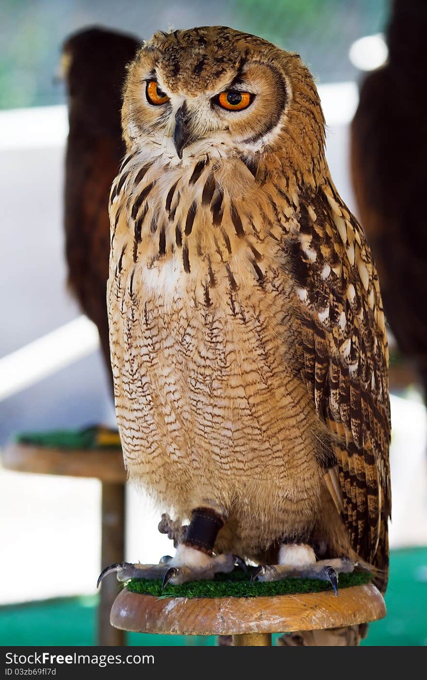 Wild owl orange eyes