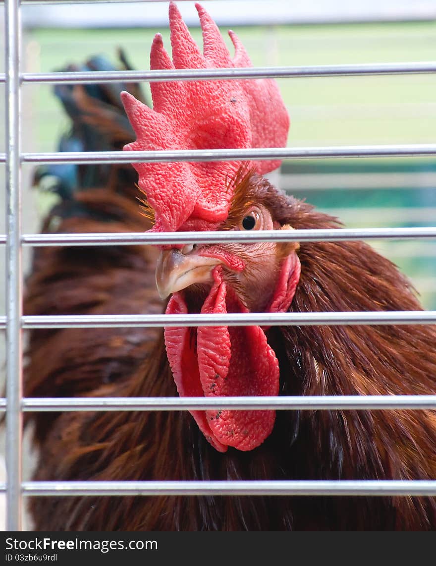 Side view of a dark brown rooster in a birdcage. Side view of a dark brown rooster in a birdcage