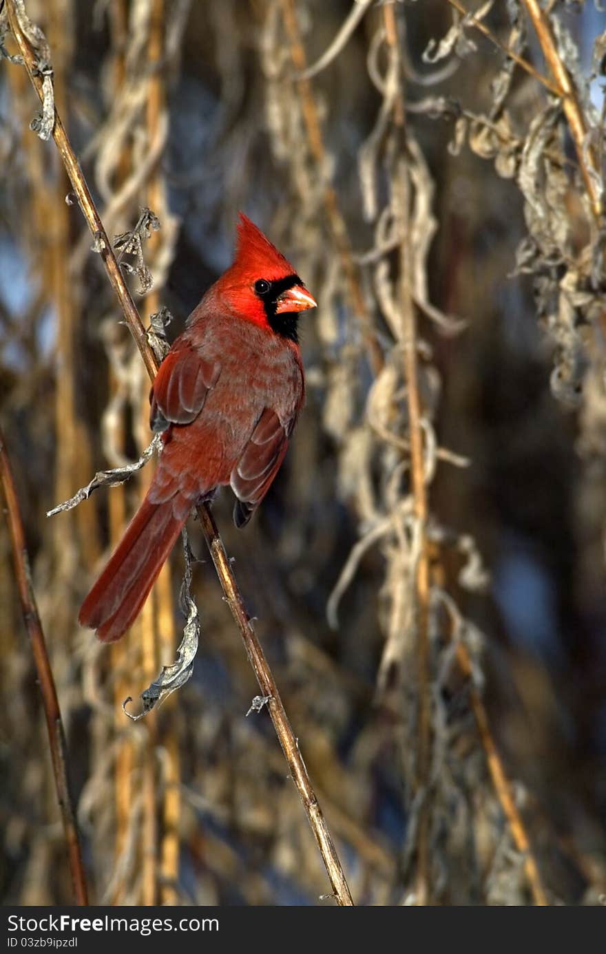 Northern Cardinal (Cardinalis cardinalis)