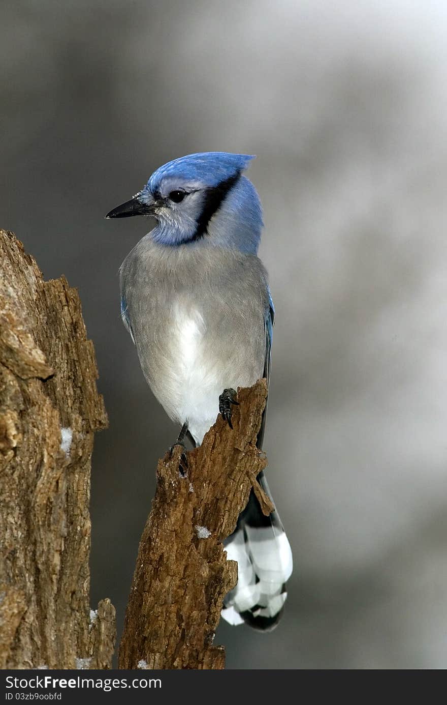 A Blue Jay perches on a snag on a winter morning. A Blue Jay perches on a snag on a winter morning.