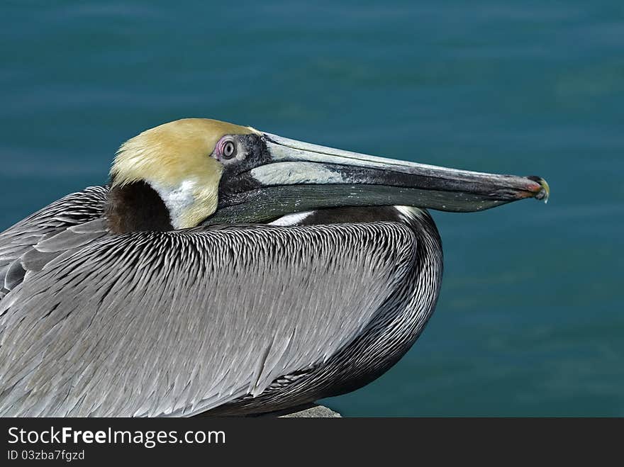 Brown Pelican (Pelecanus occidentalis)