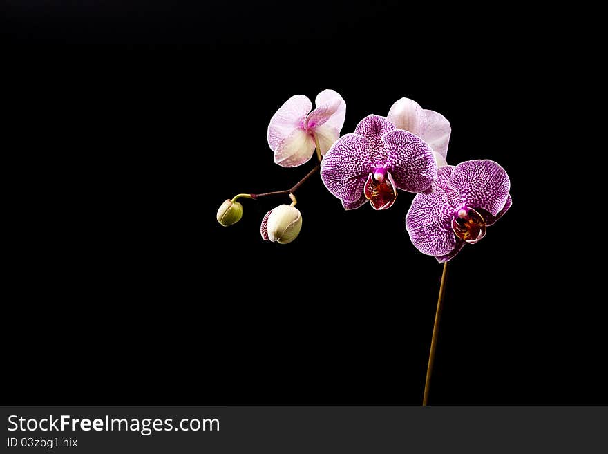 Purple Orchid