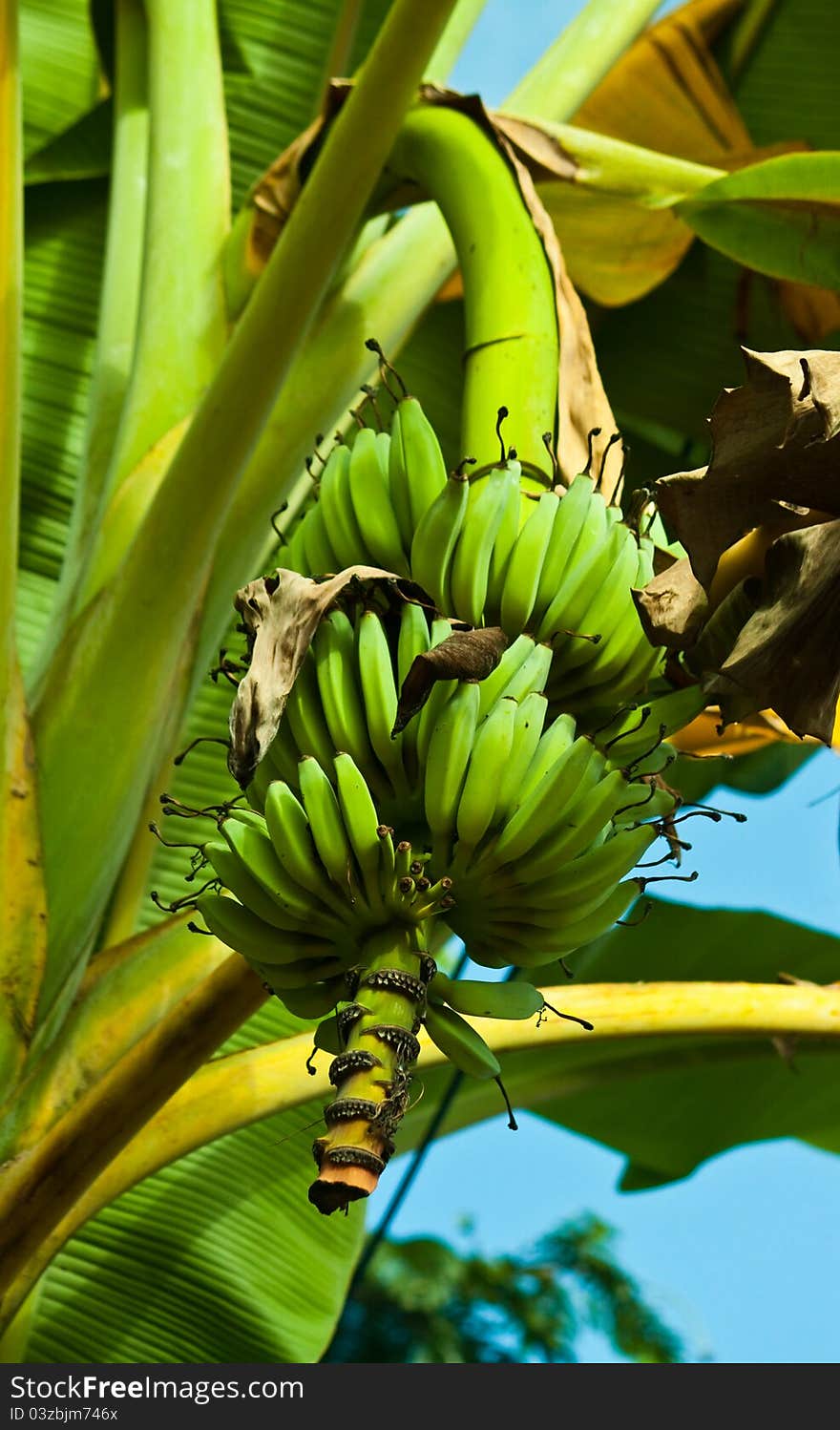 The green banana in the farm