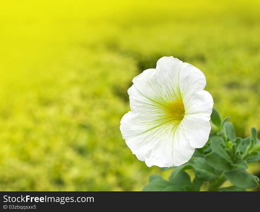 White flowers.