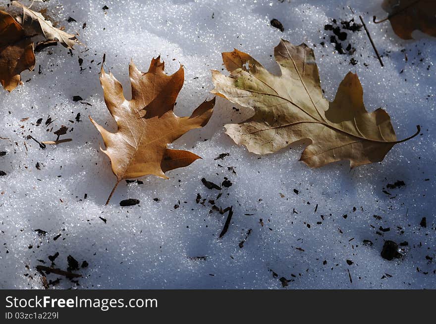 Two brown oak leaves on white icy snow, one leaf right side up and one upside down. Two brown oak leaves on white icy snow, one leaf right side up and one upside down