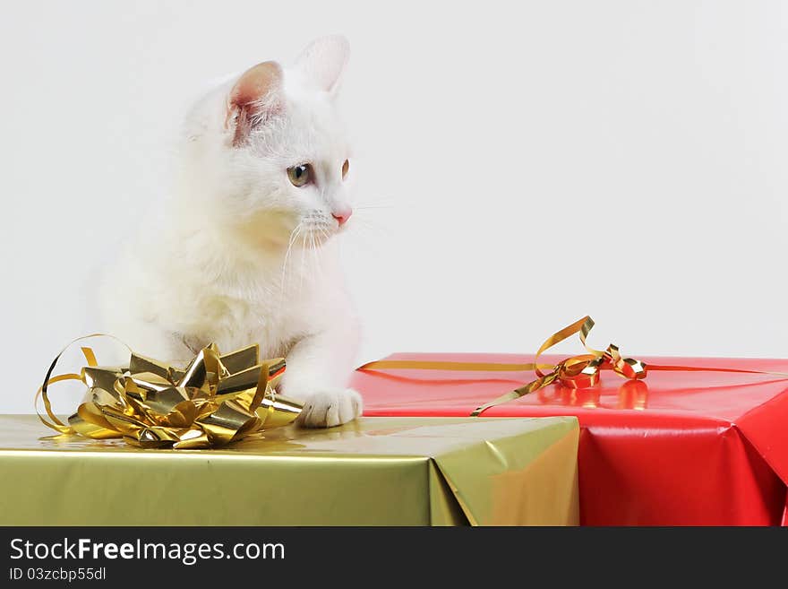 Cat playing with gift box