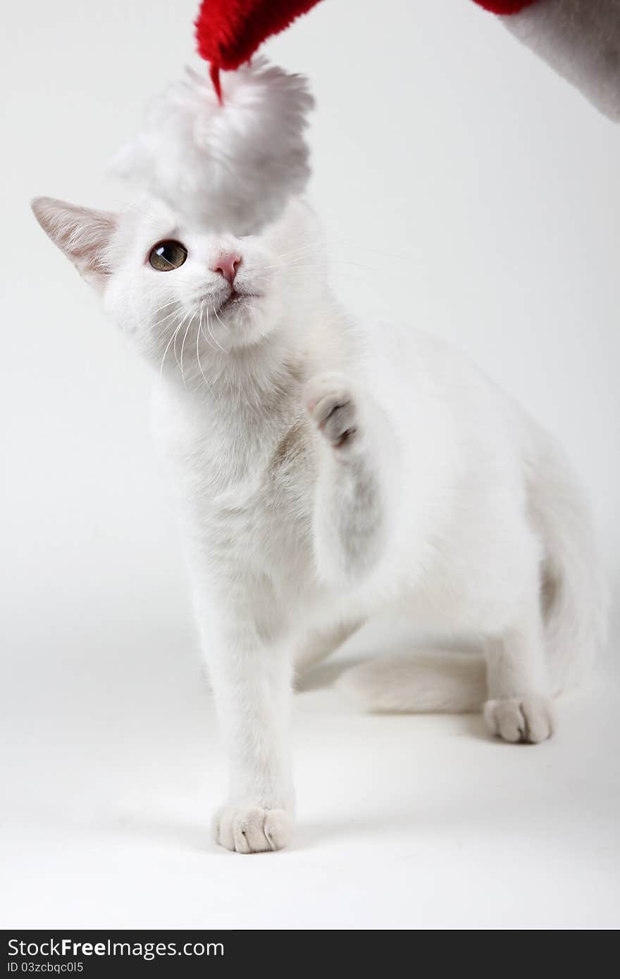 White kitten having fun with red santa hat. White kitten having fun with red santa hat