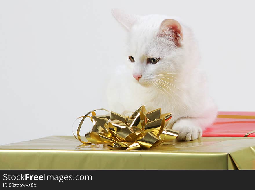 Pet Playing With Ribbon