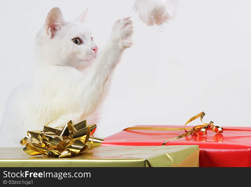 White kitten having fun with red santa hat. White kitten having fun with red santa hat