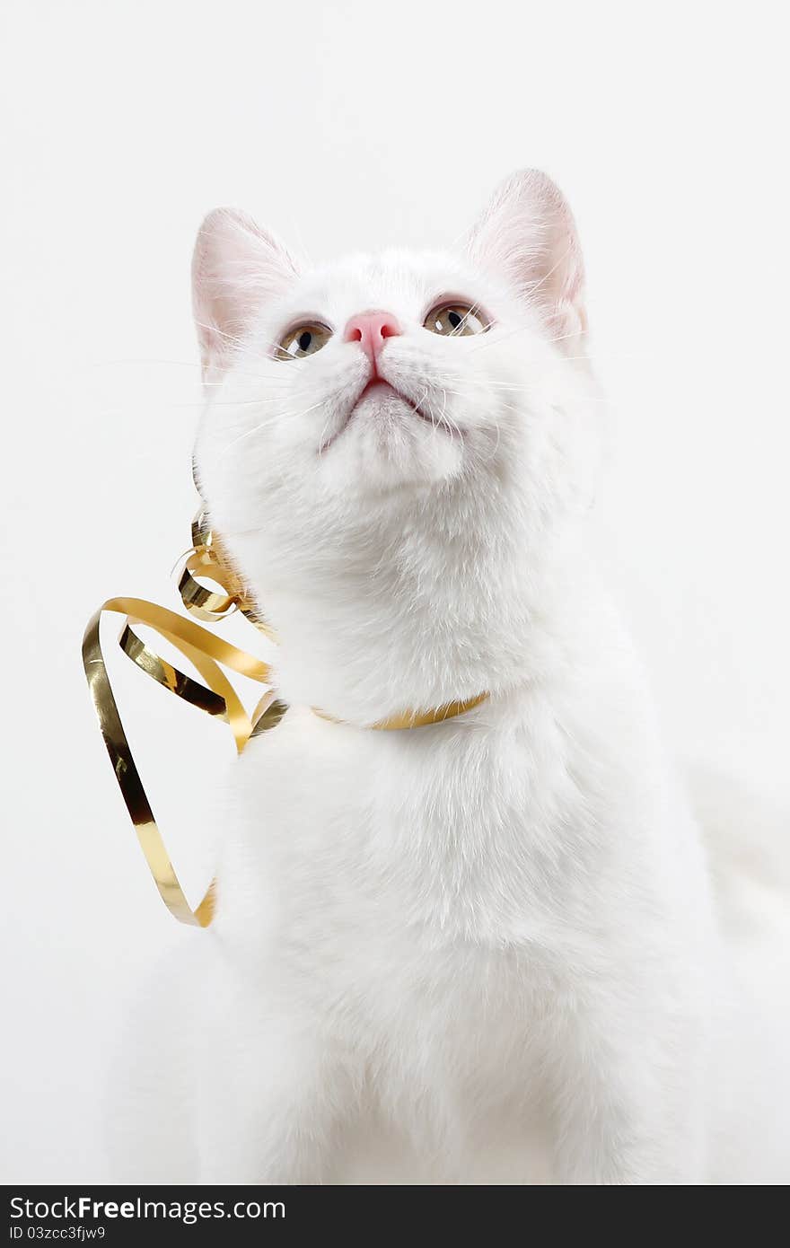 Cat Playing With Ribbon