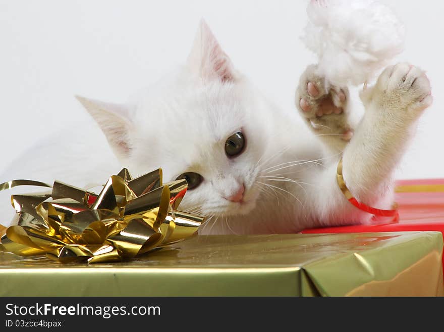 White kitten having fun with red santa hat. White kitten having fun with red santa hat