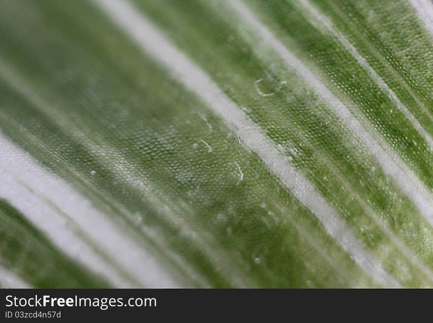 Close up with white and green leaf texture. Close up with white and green leaf texture