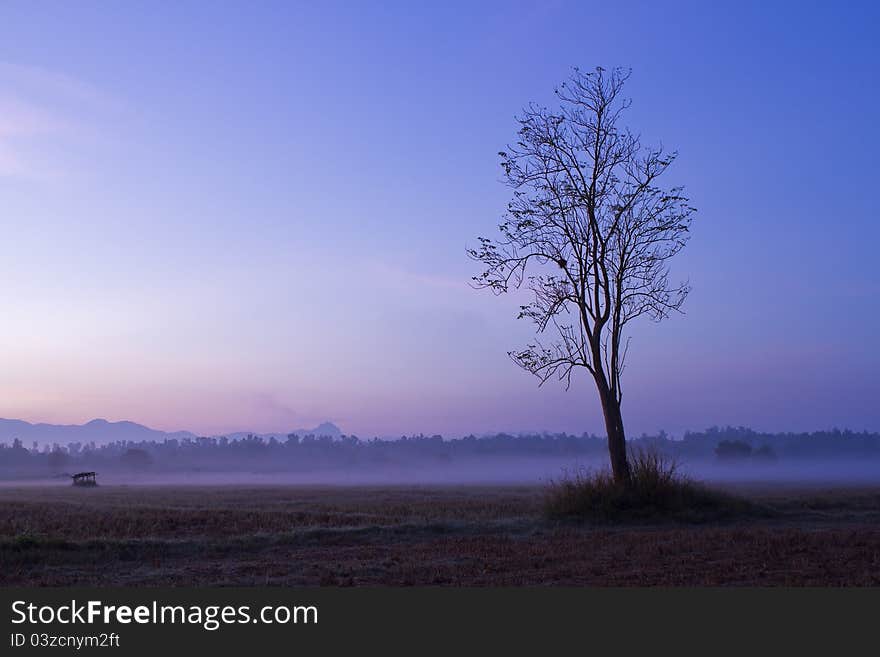 Lonely tree on the field and fog. Lonely tree on the field and fog