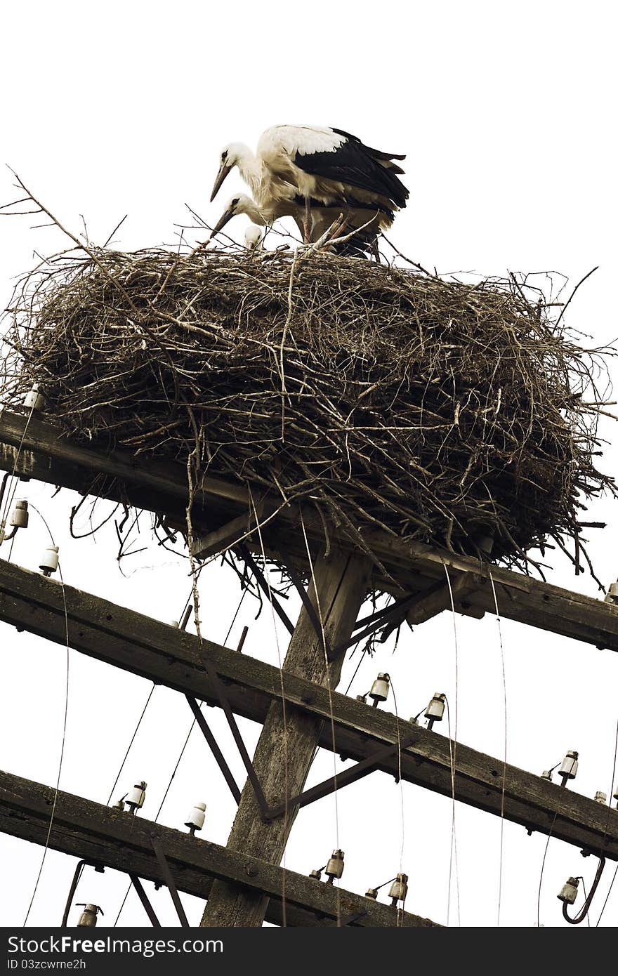 Family of white storks in nest on top of power pole