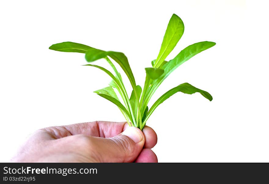 Chicory in hand