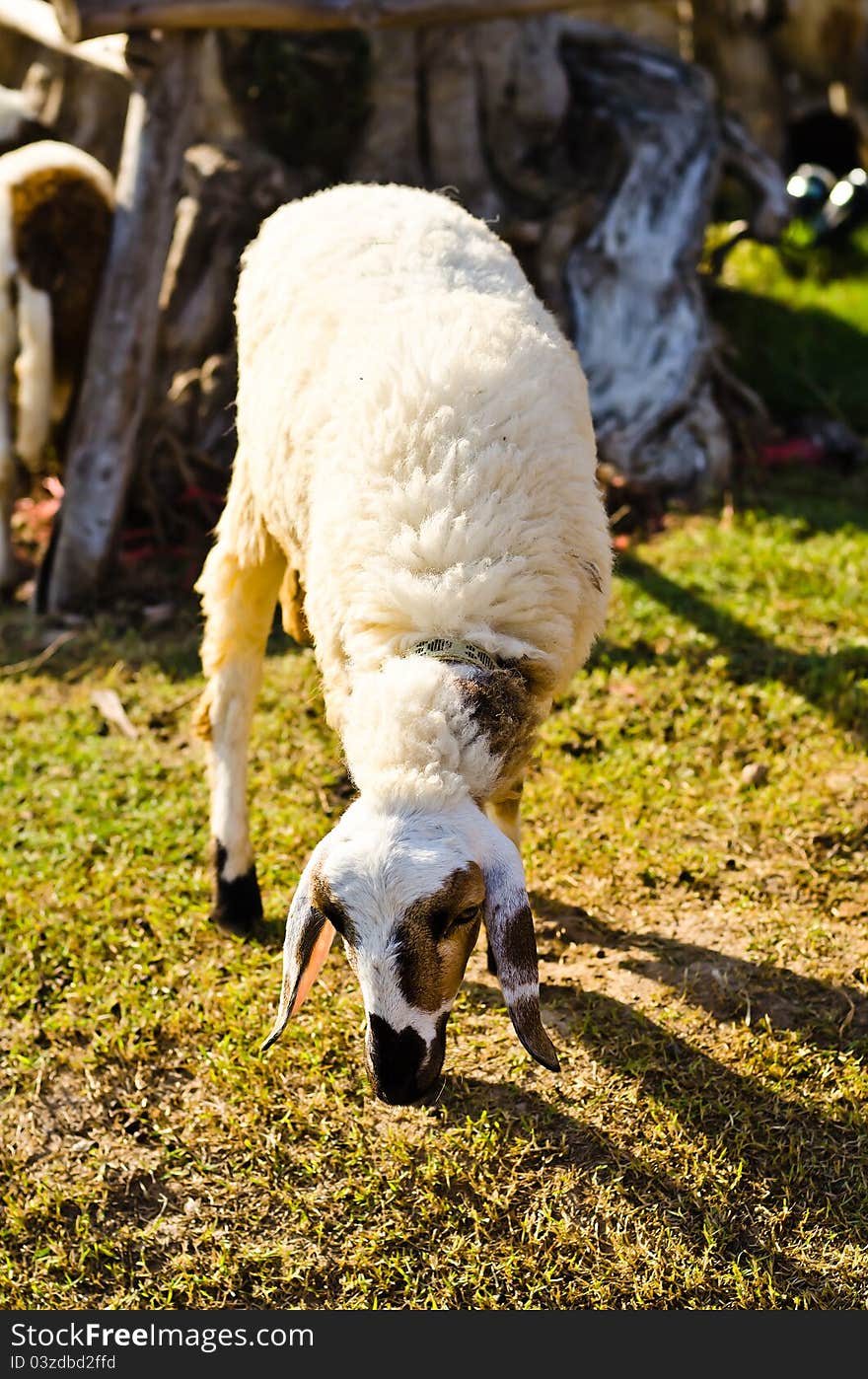 Young sheep eating grass in the farm