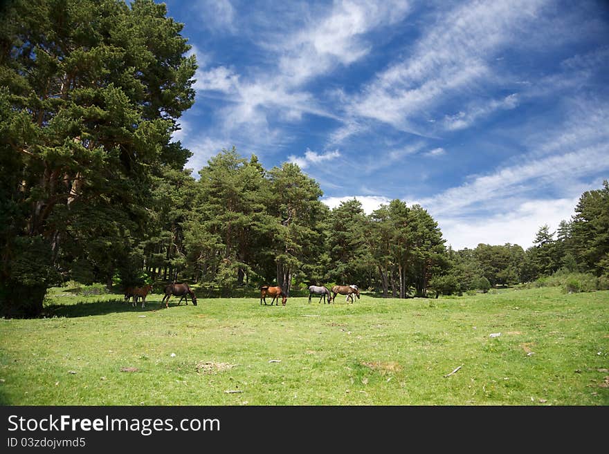 Landscape With Horses In Gredos