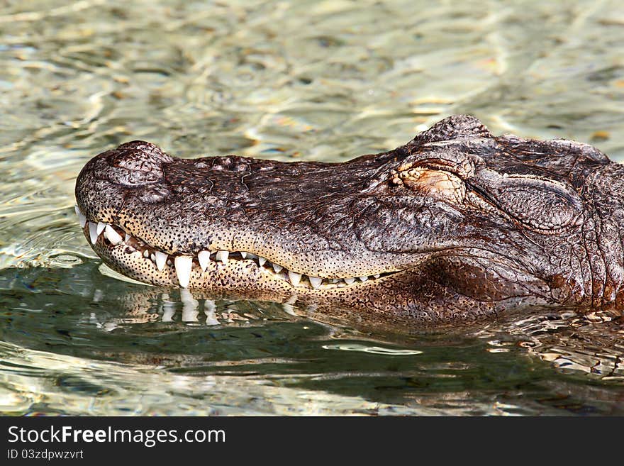 Alligator