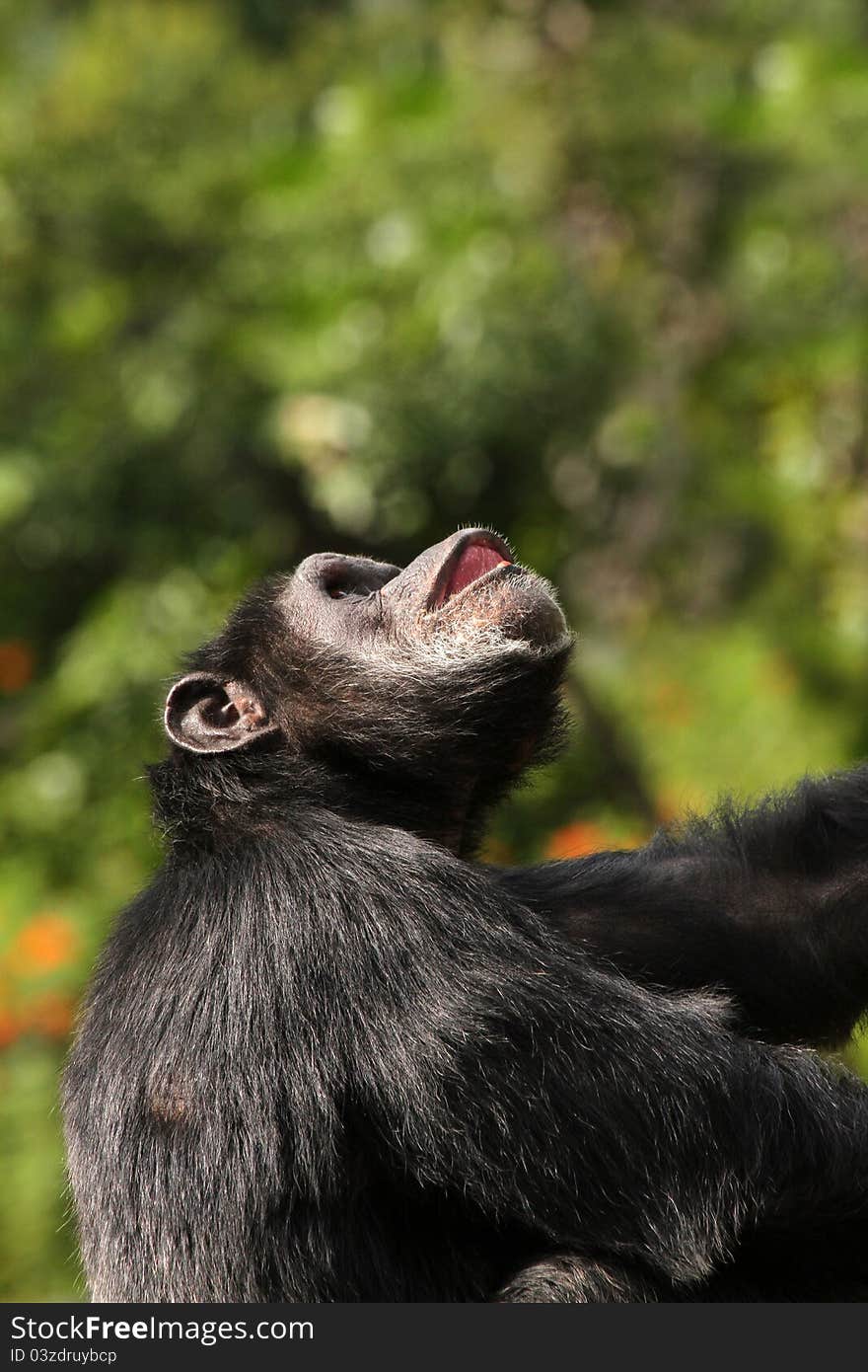 Single Chimp Looking Up With Blurred Green Background. Single Chimp Looking Up With Blurred Green Background