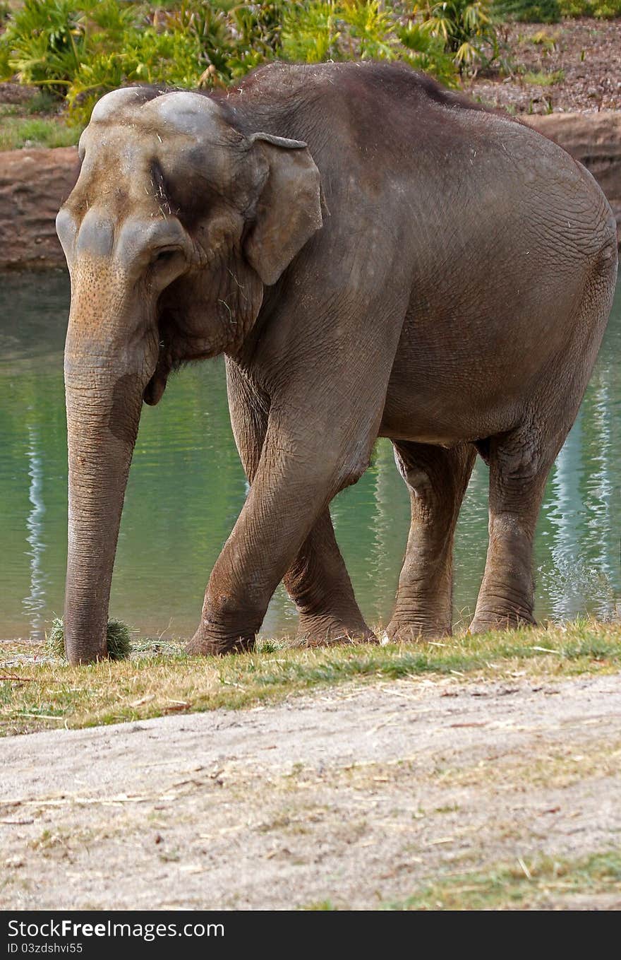 Elephant