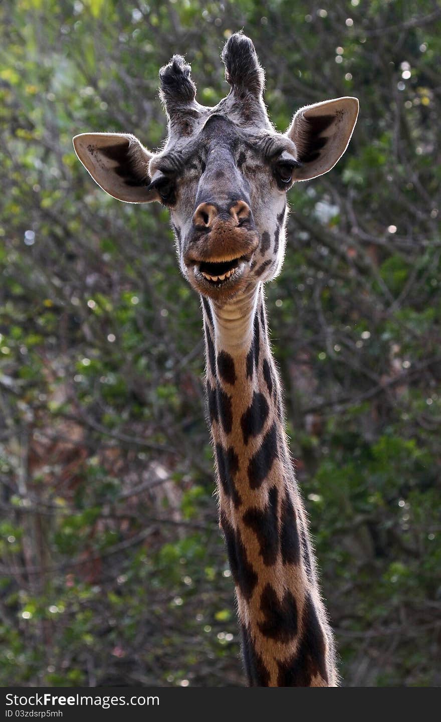 Mature Male Masai Giraffe Head Looking At Viewer Showing Teeth With Backlighting