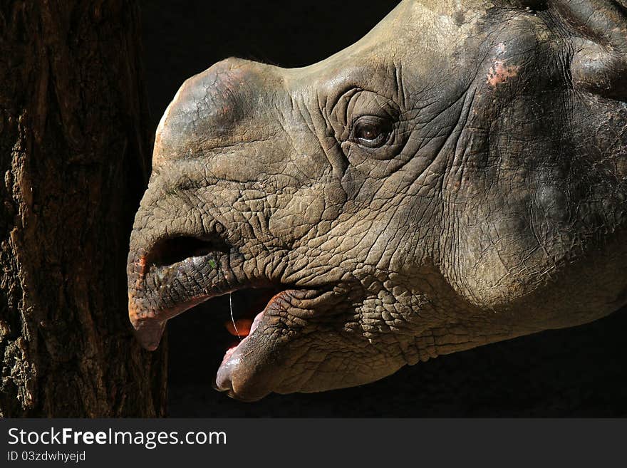 Close Up Profile Portrait Detail Of Textured Indian Rhino Against Dark Background. Close Up Profile Portrait Detail Of Textured Indian Rhino Against Dark Background