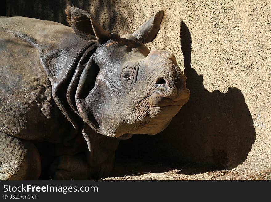 Close Up Profile Portrait Detail Of Textured Indian Rhino Against Rock Background. Close Up Profile Portrait Detail Of Textured Indian Rhino Against Rock Background