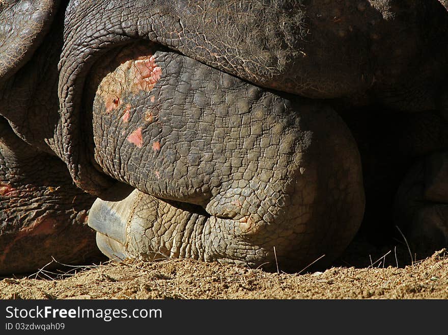 Close Up Detail Of Asian Rhino Kneeling Leg. Close Up Detail Of Asian Rhino Kneeling Leg