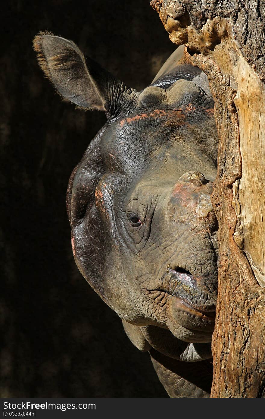 Indian Rhino Face Behind Tree Turnk. Indian Rhino Face Behind Tree Turnk