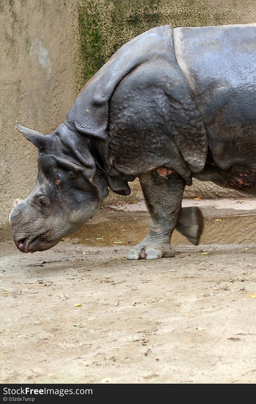 Asian Rhino Walking Right To Left. Asian Rhino Walking Right To Left