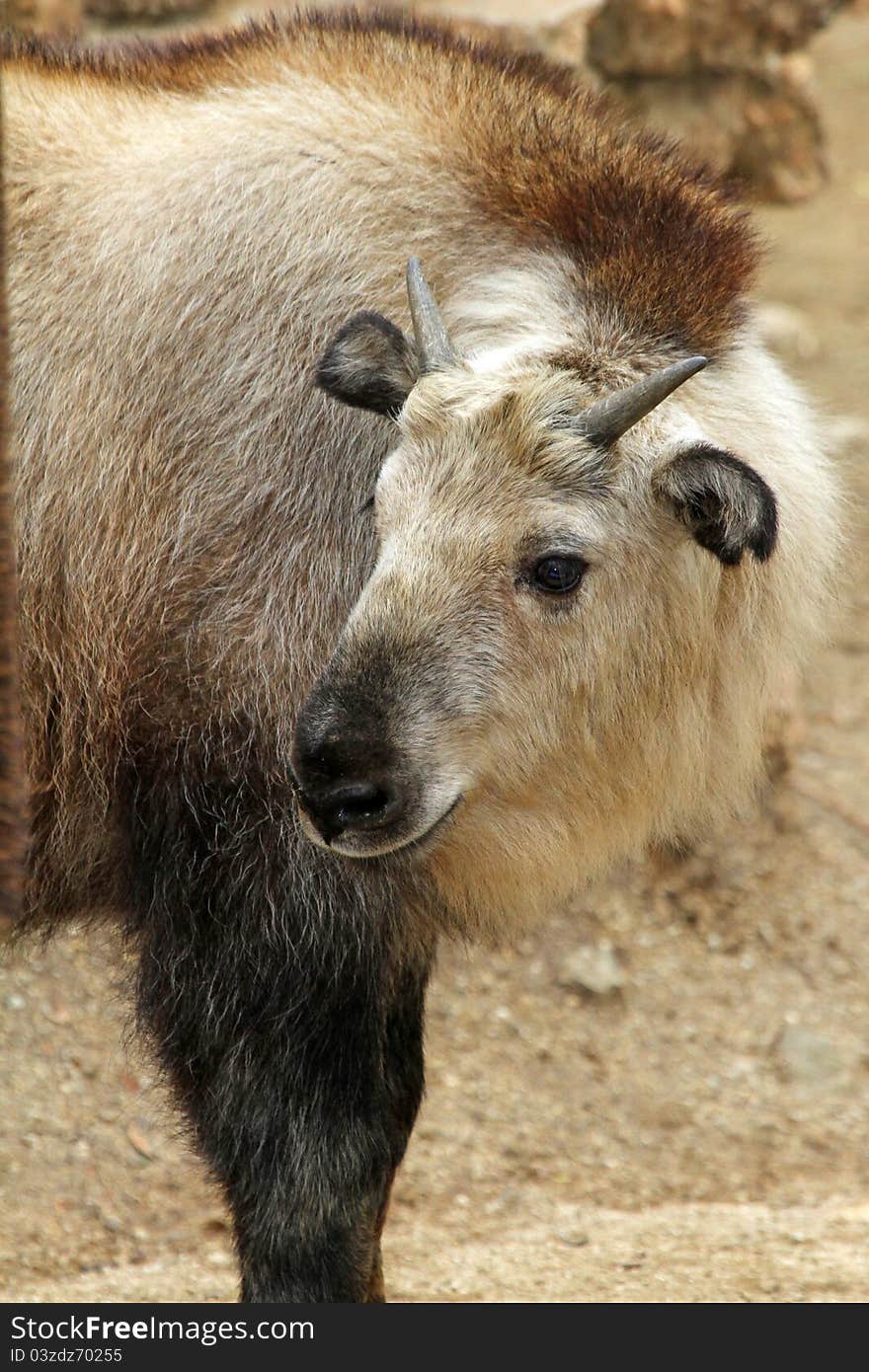 Young Brown and Tan Takin Looking Over Shoulder