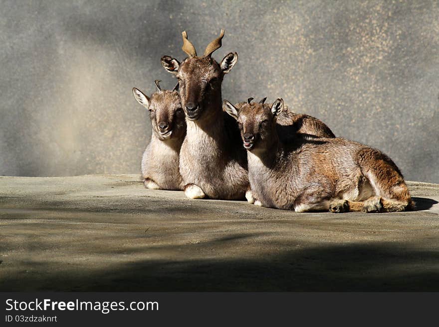 Mom and Kid Goats