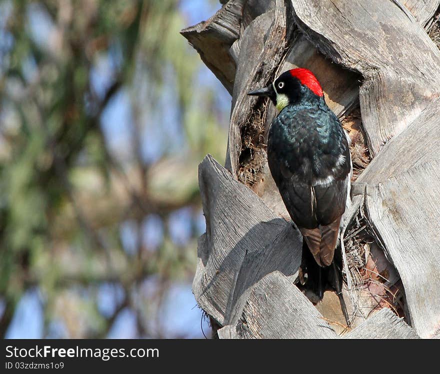 Red Head Woodpecker Posing In Profile On A Palm Tree With Blurred Background