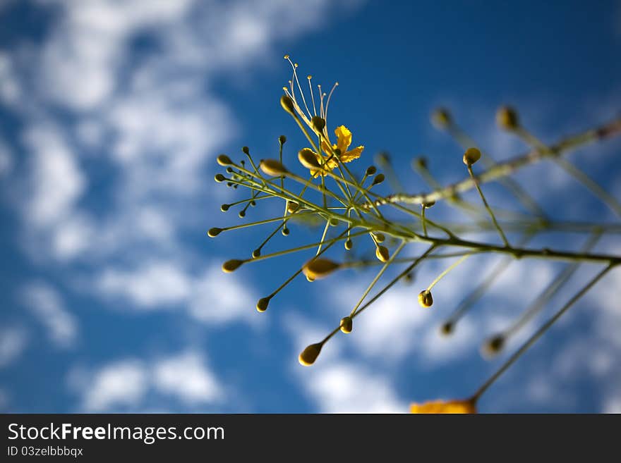 Yellow small flower of Cassia in summer with a blue sky. Yellow small flower of Cassia in summer with a blue sky