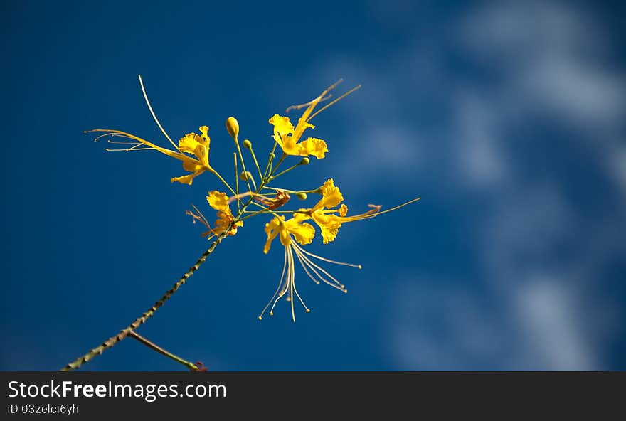 Yellow small flower of Cassia in summer with a blue sky. Yellow small flower of Cassia in summer with a blue sky